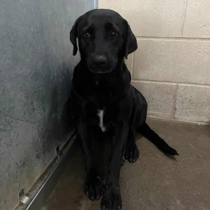 An adult large-sized female Black Labrador Retriever dog named Vixen for adoption in Edinburg, TX