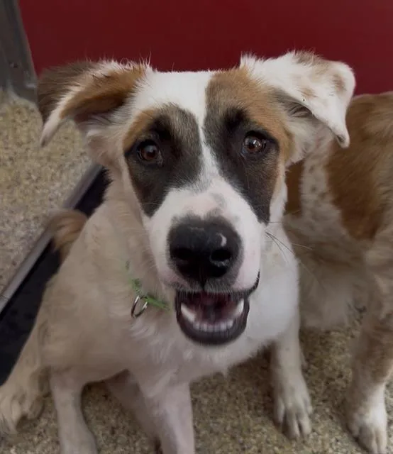 A young small-sized female Australian Shepherd dog named Macie for adoption in Tucson, AZ