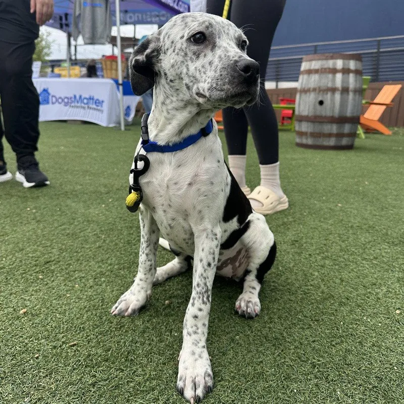 A baby medium-sized female Terrier dog named Valentina for adoption in Dallas, TX