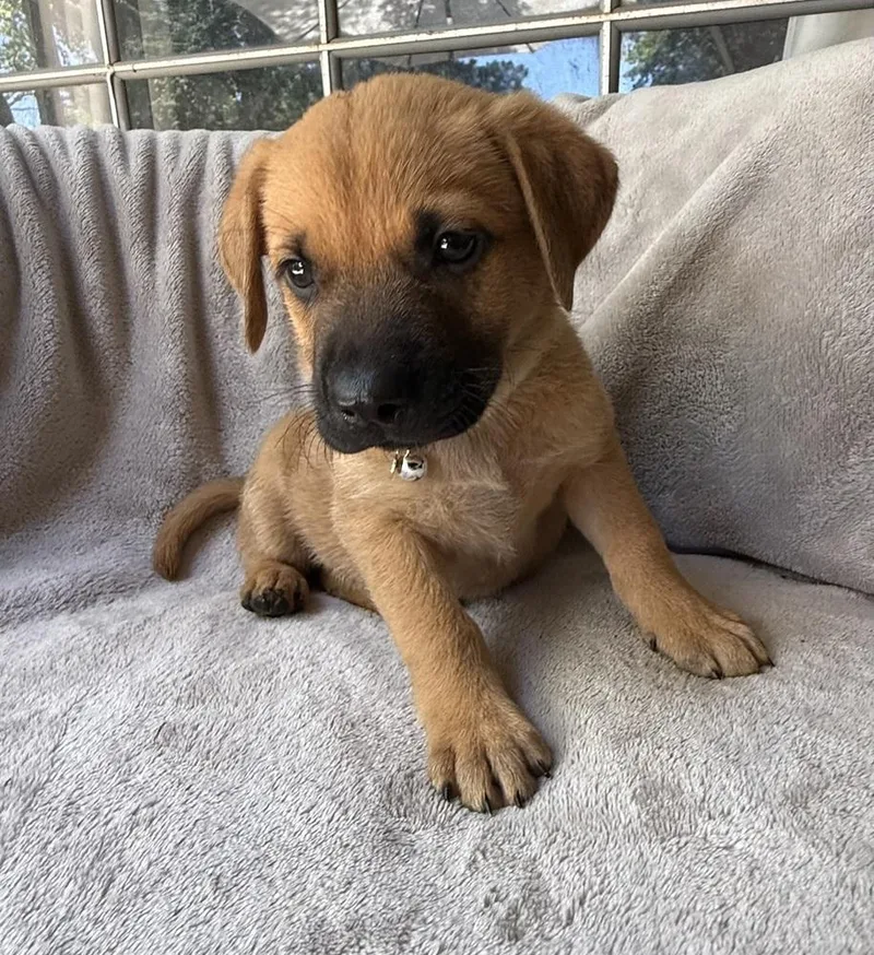 A baby large-sized male Golden Retriever dog named Blueberry for adoption in Warr Acres, OK