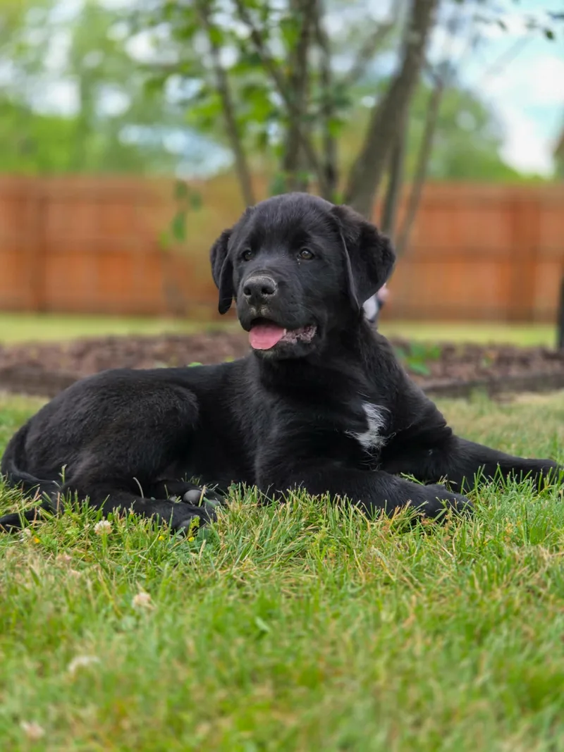 A baby large-sized male Labrador Retriever dog named Rory for adoption in North Prairie, WI