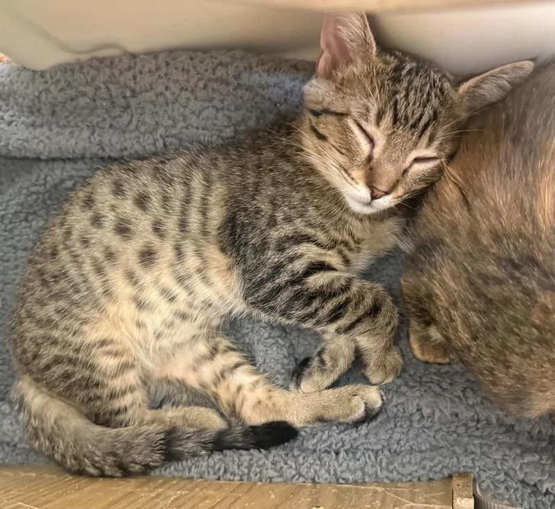 A baby medium-sized male Tabby (Brown / Chocolate) Domestic Short Hair cat named Schwann for adoption in tucson, AZ