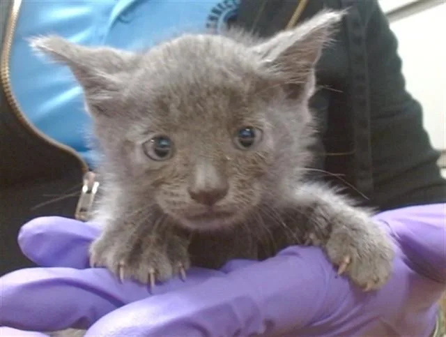 A baby small-sized male Domestic Short Hair cat named Sonic for adoption in Miami, FL