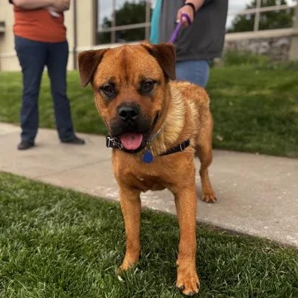 An adult extra large-sized male Mixed Breed dog named Troy for adoption in Merriam, KS