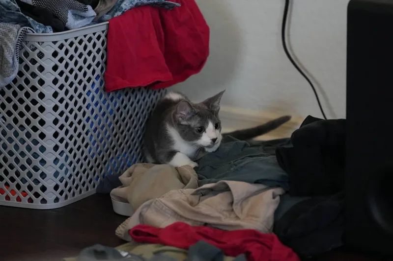 A baby medium-sized female Gray & White Domestic Short Hair cat named Evelyn for adoption in Glendale, AZ