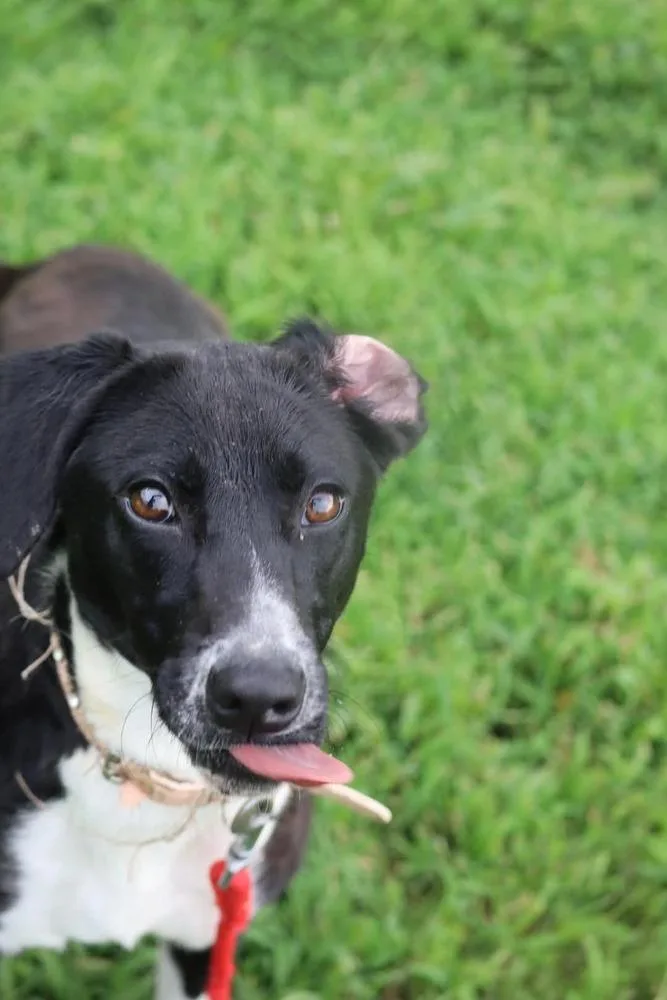 An adult medium-sized female Tricolor (Brown, Black, & White) Labrador Retriever dog named Lottie for adoption in Statesville, NC