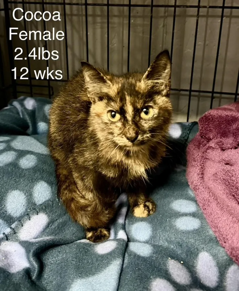 A baby medium-sized female Domestic Short Hair cat named Cocoa for adoption in Gainesville, VA