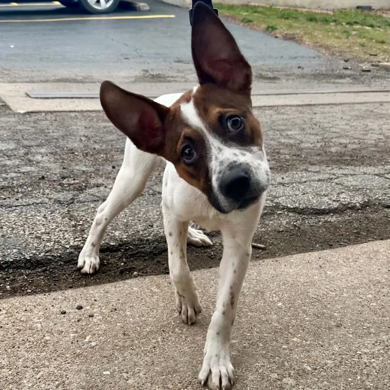 Jelly Bean Di thumbnail 2