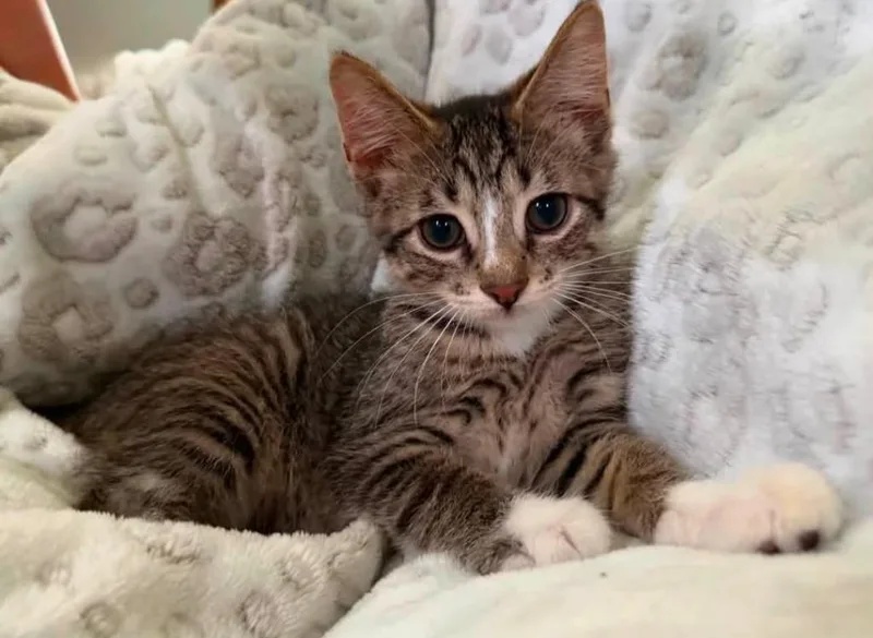 A baby medium-sized male Domestic Short Hair cat named Shredder for adoption in La Porte, IN
