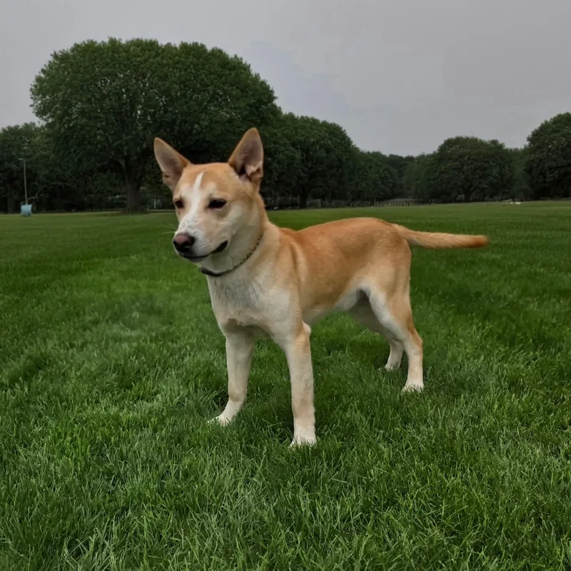 Harvey thumbnail 3
