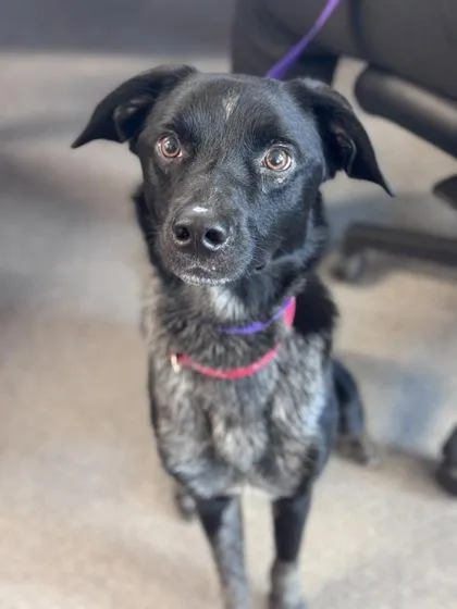 An adult medium-sized male Mixed Breed dog named Calvin for adoption in West Chester, PA