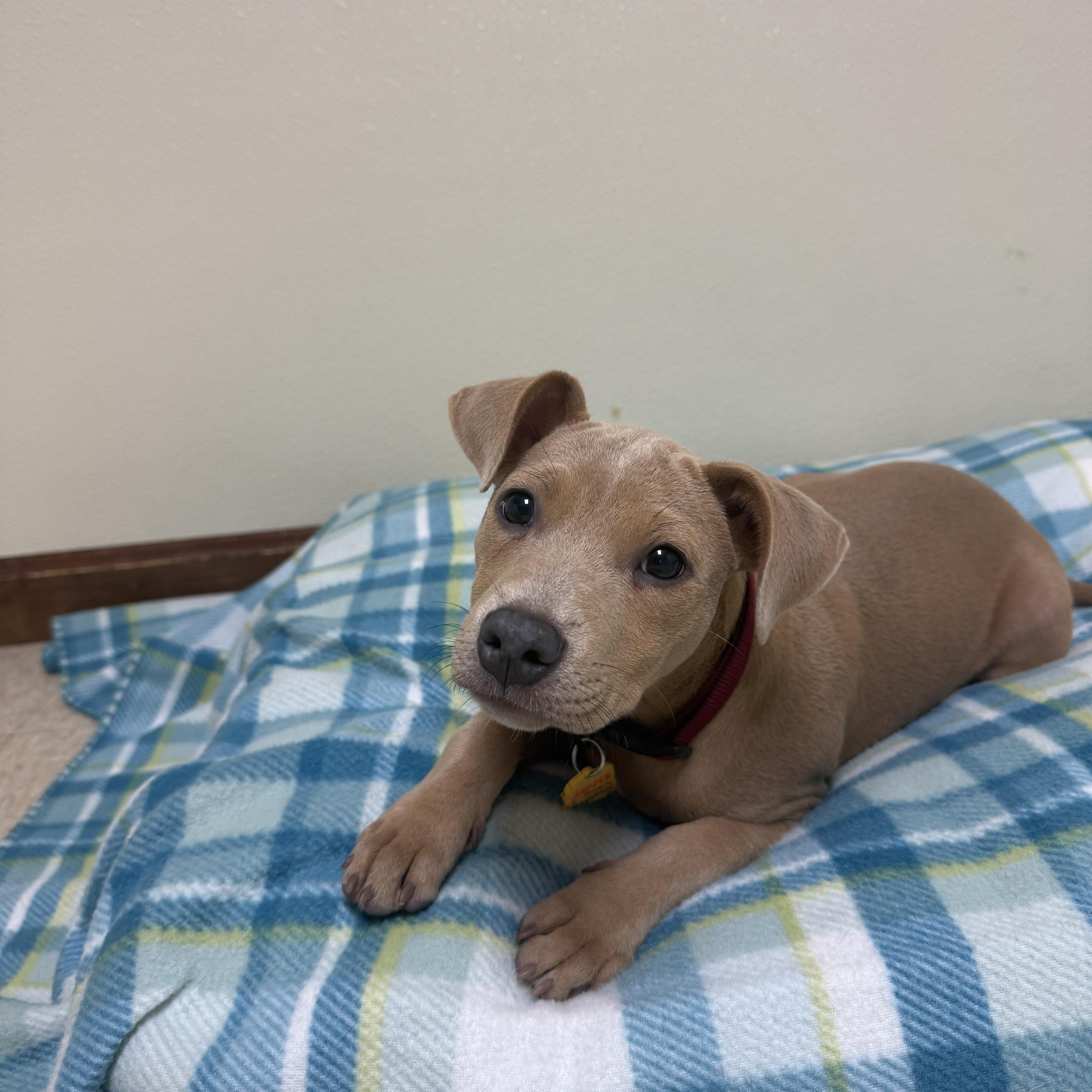 A baby medium-sized female Yellow / Tan / Blond / Fawn Mixed Breed dog named Holly Grace for adoption in Douglas, MA