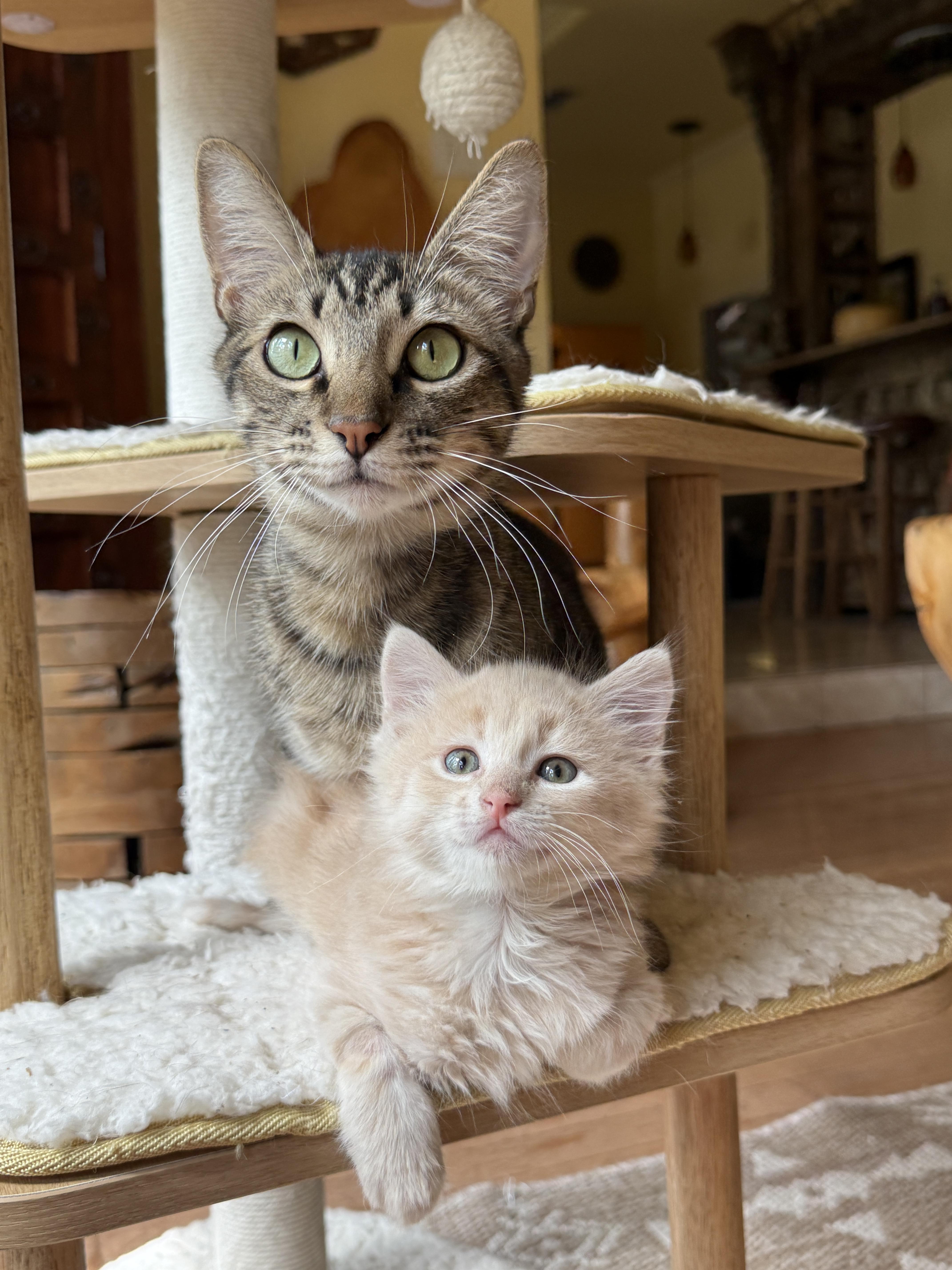 A baby medium-sized male Domestic Medium Hair cat named Manchego for adoption in Keller, TX