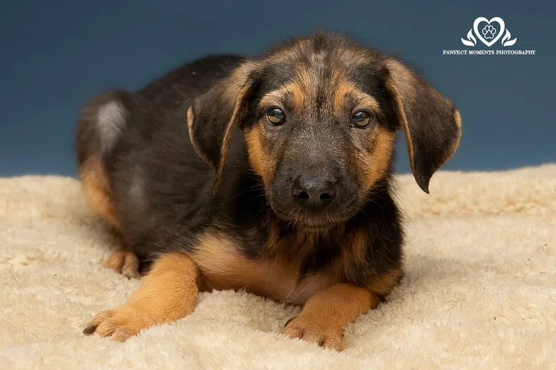 A young large-sized male Black German Shepherd Dog dog named Willie for adoption in Tomball, TX
