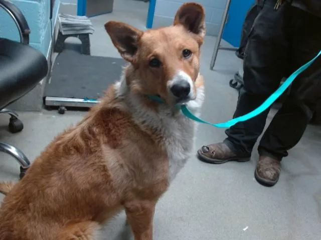 An adult large-sized male Border Collie dog named Teddy for adoption in Albuquerque, NM