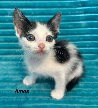 A baby medium-sized male Domestic Short Hair cat named Amos for adoption in West Memphis, AR