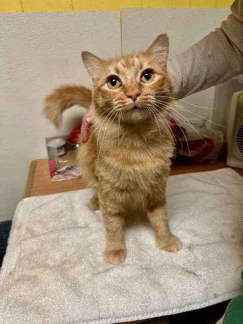 Jesabell thumbnail 2