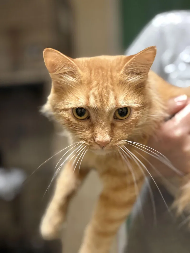 Jesabell thumbnail 3