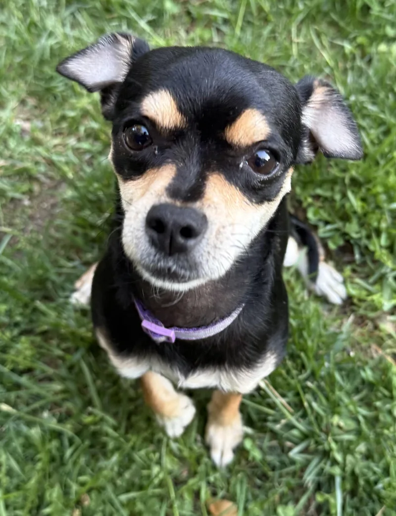An adult small-sized female Chihuahua dog named Zoe for adoption in Delmar, NY