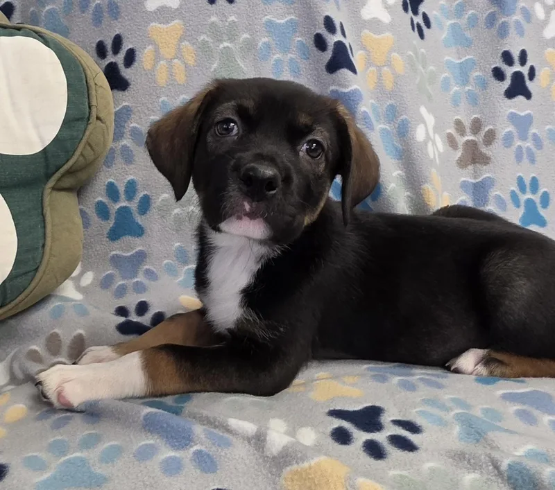 A baby medium-sized female Tricolor (Brown, Black, & White) Labrador Retriever dog named Zuri for adoption in Polson, MT