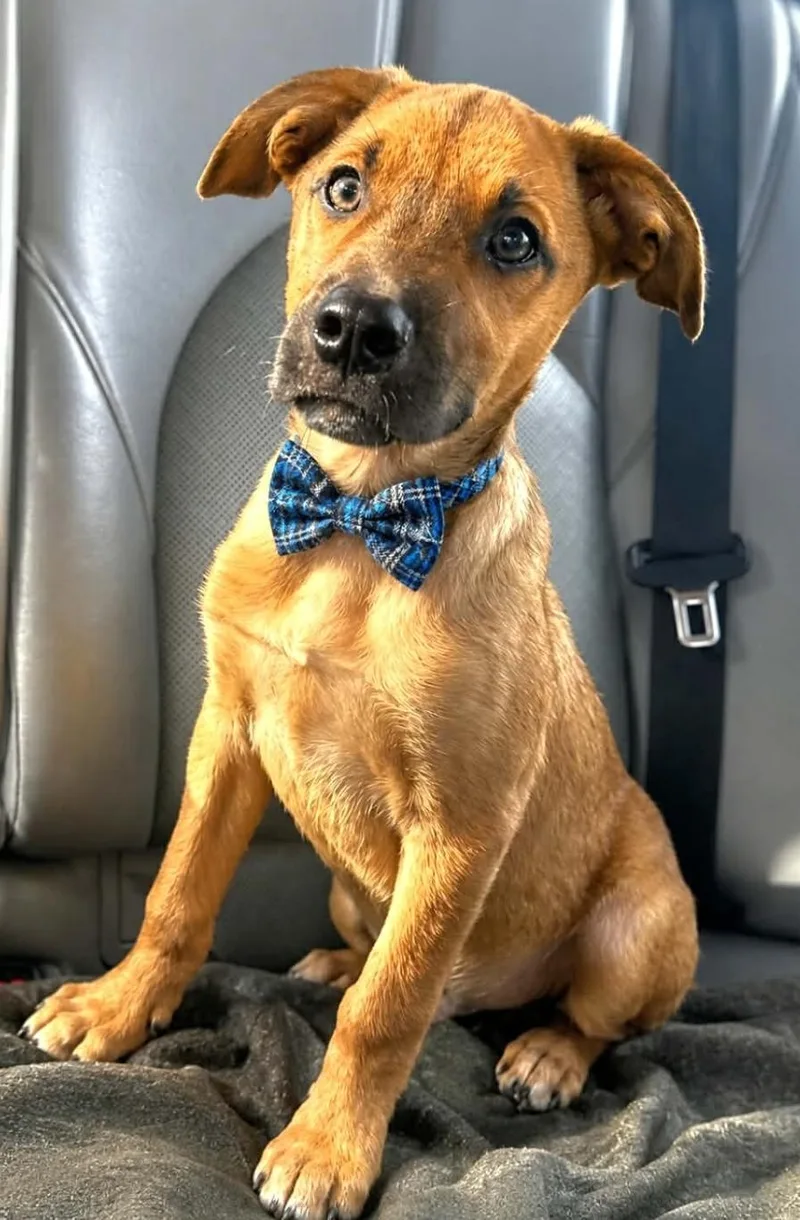 A baby medium-sized male Labrador Retriever dog named River for adoption in Manchester, CT