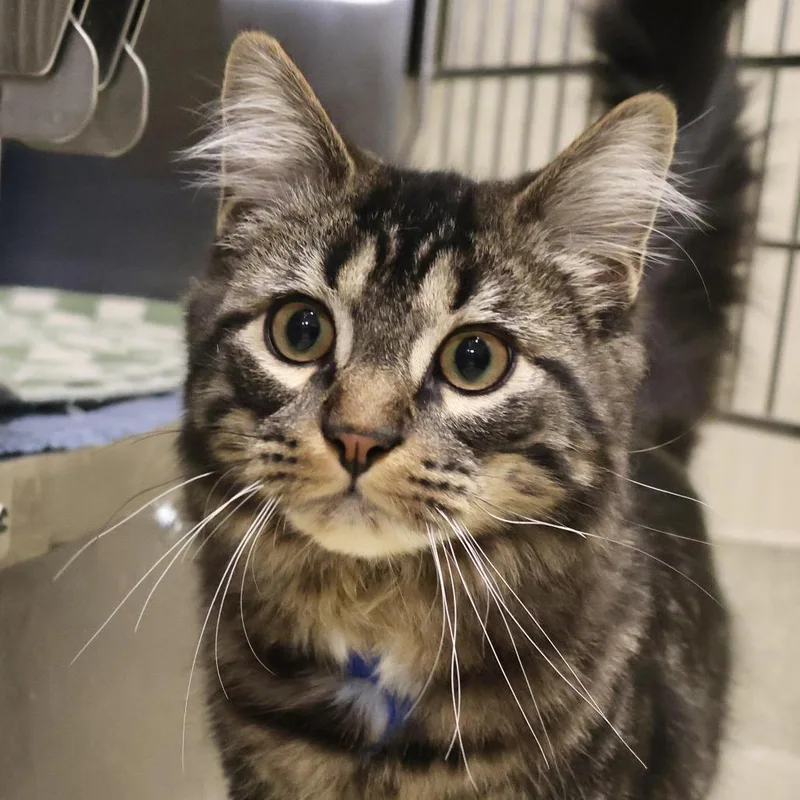 A young medium-sized male Brown / Chocolate Domestic Medium Hair cat named Didi for adoption in Briarcliff Manor, NY