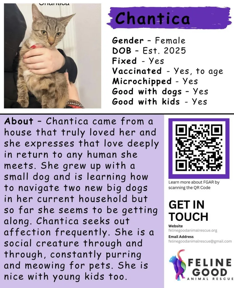 A young medium-sized female Tabby (Brown / Chocolate) Domestic Short Hair cat named Chantica for adoption in Eugene, OR