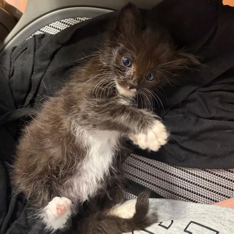 A baby small-sized male Black Domestic Medium Hair cat named Buh for adoption in Tustin, CA