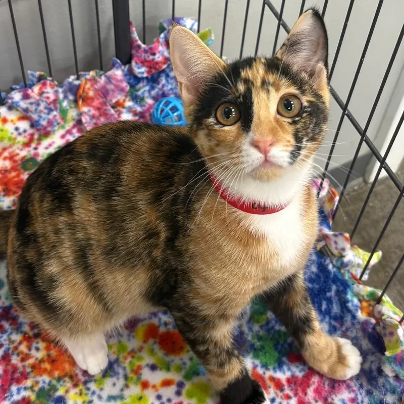 A young medium-sized female Black Domestic Short Hair cat named Tomato for adoption in Hamburg, NY