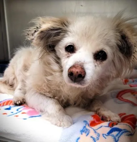 A senior small-sized female Papillon dog named Hanna for adoption in Los Angeles, CA
