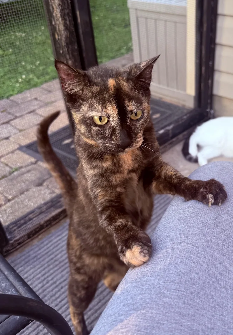 An adult medium-sized female Tortoiseshell American Shorthair cat named Trudi for adoption in Gloucester City, NJ