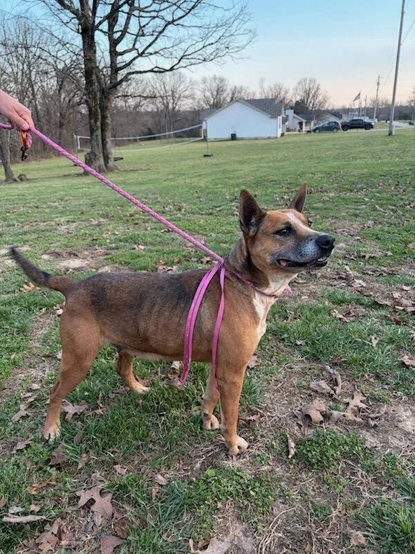 An adult medium-sized female Australian Cattle Dog / Blue Heeler dog named Millie for adoption in Crocker, MO