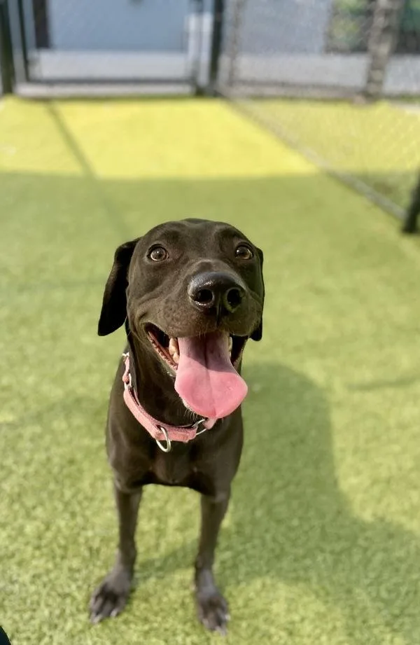 An adult large-sized female Labrador Retriever dog named Princess for adoption in Lafayette, LA