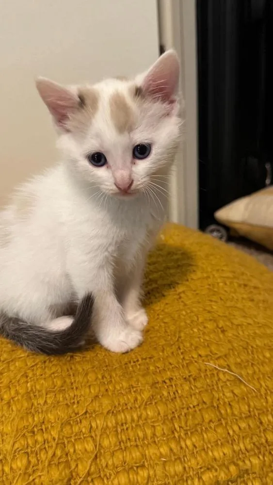 A baby small-sized male American Shorthair cat named Sinon for adoption in Shawnee, OK