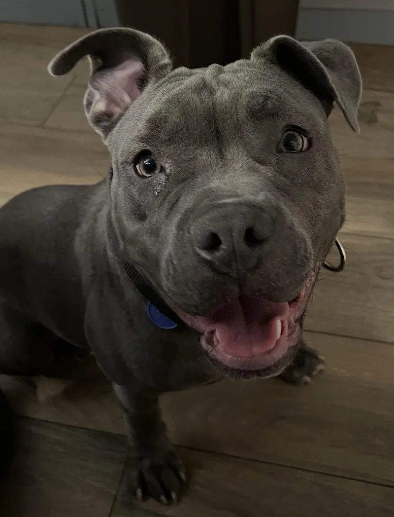 An adult medium-sized female Pit Bull Terrier dog named Blossom for adoption in Los Angeles, CA