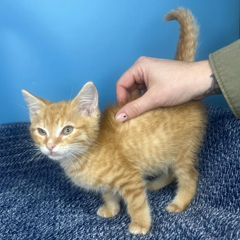 A baby small-sized female Orange / Red Domestic Short Hair cat named Champagnie for adoption in San Antonio, TX