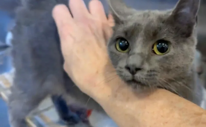 A baby small-sized female Gray / Blue / Silver Domestic Short Hair cat named Mouse the Cat for adoption in Bloomsdale, MO