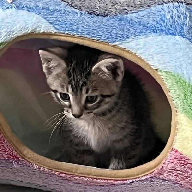 Peanut