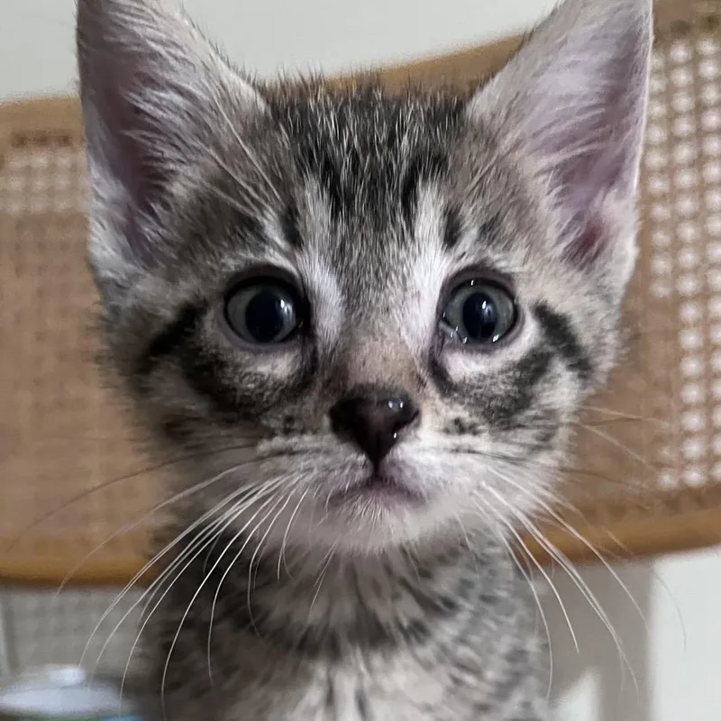 Peanut thumbnail 2