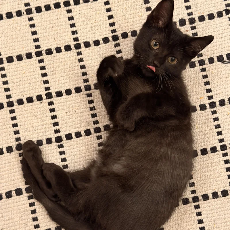 A baby medium-sized male Black Domestic Short Hair cat named Yup for adoption in BROOKLYN, NY