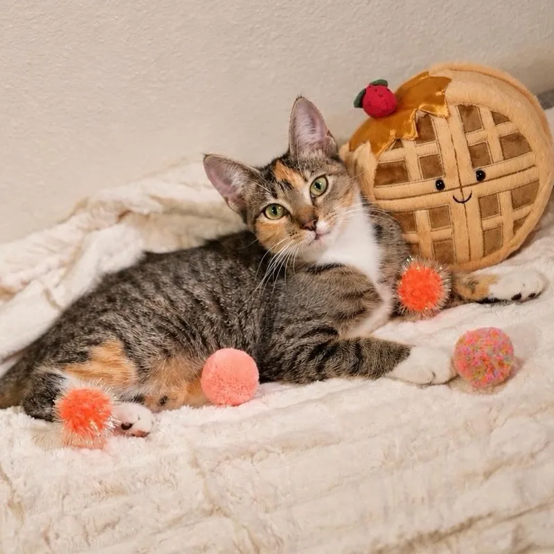 A baby small-sized female Calico Tabby cat named Waffles for adoption in Miami, FL