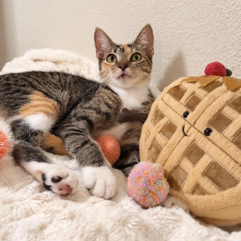 Waffles thumbnail 2