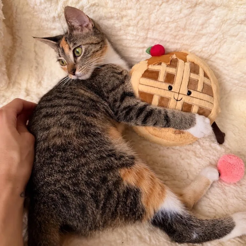 Waffles thumbnail 5