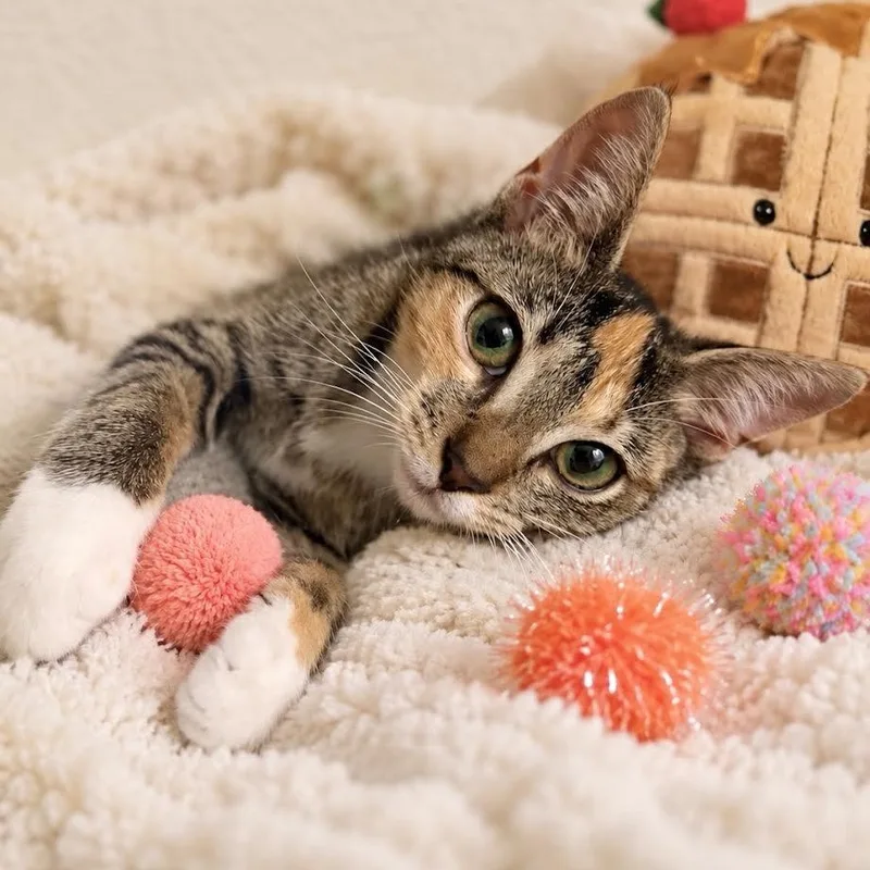 Waffles thumbnail 6
