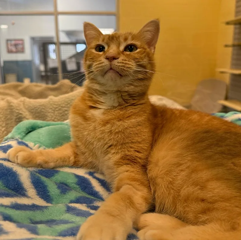 An adult medium-sized female Domestic Short Hair cat named Tawny for adoption in South Bend, IN