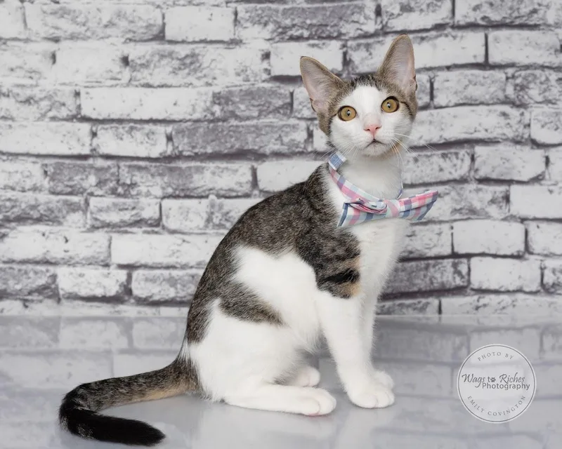 A baby medium-sized male White Domestic Short Hair cat named Peanut  Staff Favorite for adoption in Tuscaloosa, AL