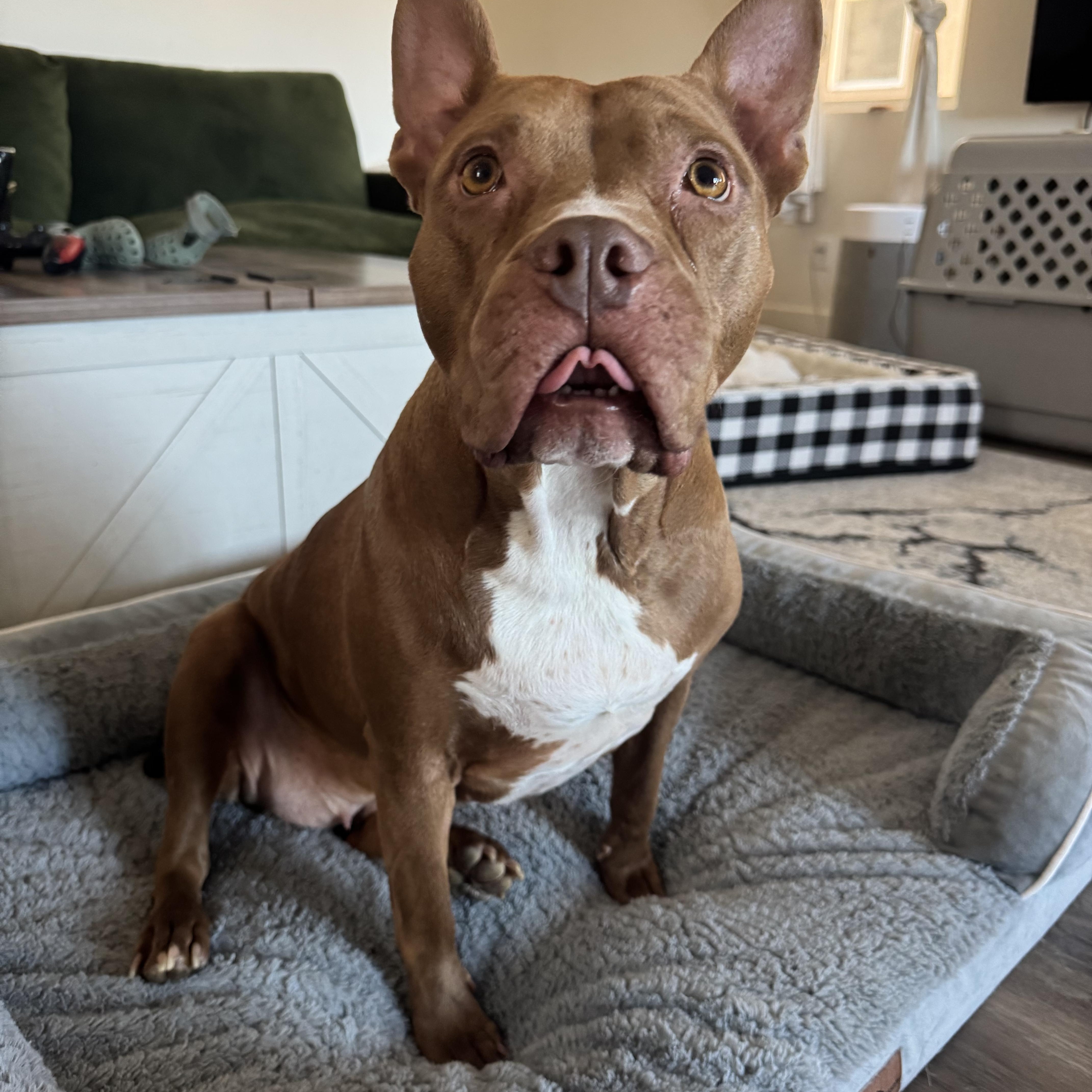 A young medium-sized female Pit Bull Terrier dog named Susan for adoption in Las Vegas, NV