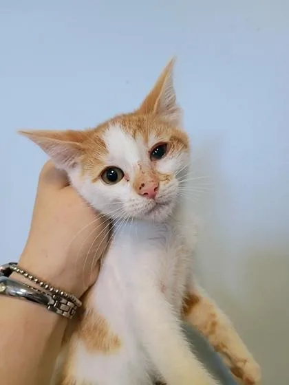 A young small-sized male Domestic Short Hair cat named Pawgan for adoption in Beatrice, NE
