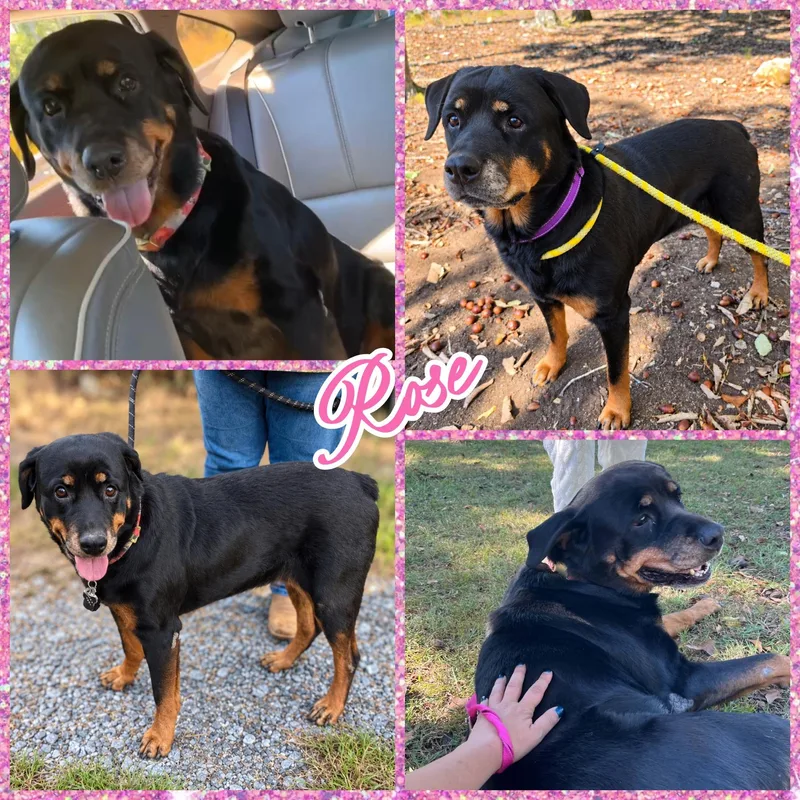 An adult large-sized female Rottweiler dog named Rose for adoption in Blacksburg, SC