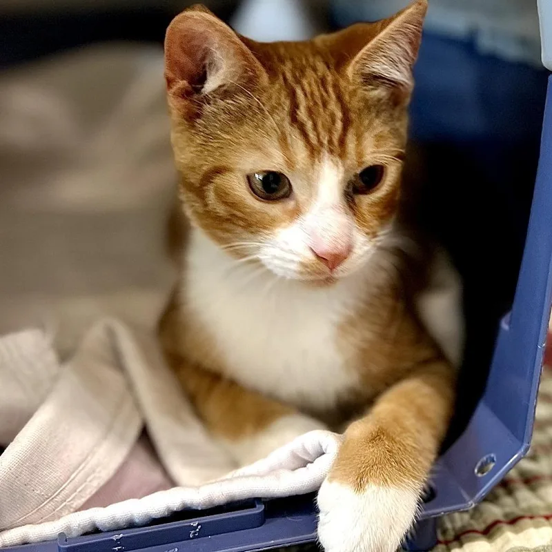 A baby small-sized male Orange / Red Domestic Short Hair cat named Cecil for adoption in Nashville, IN